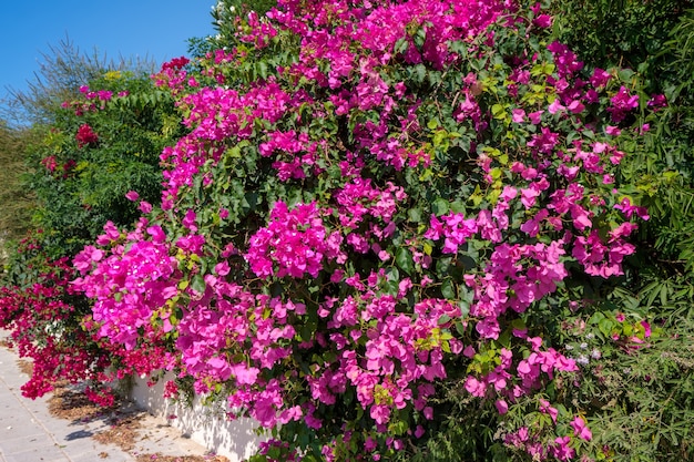 Foto un gran arbusto de buganvillas (bougainvillea glabra) floreciendo profusamente en chipre