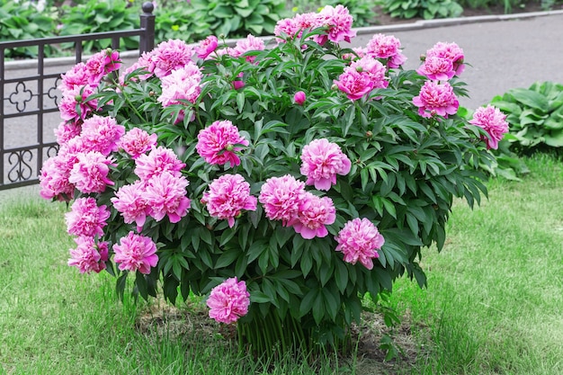 Gran arbusto de peonía afuera, arbusto de flores con muchas flores rosadas