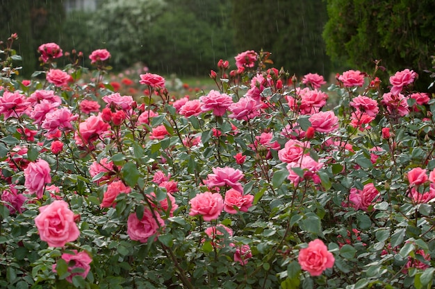 Un gran arbusto de rosas rosadas bajo la lluvia.