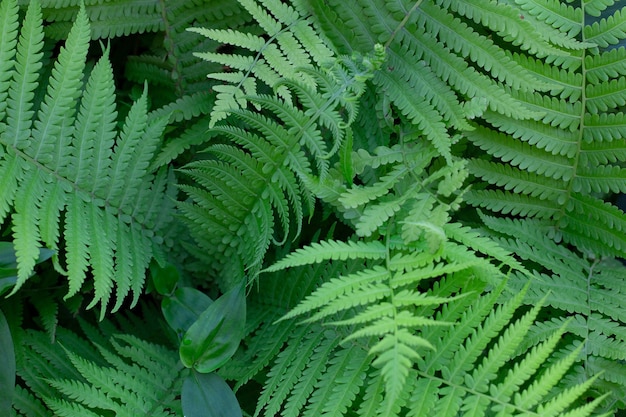 Gran arbusto verde de helecho en el bosque