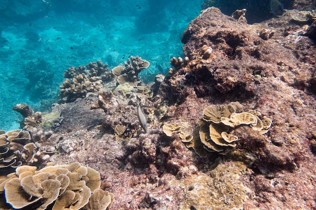 Gran arrecife de coral en piedra con peces en el mar azul