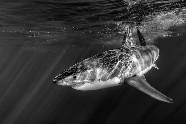 El gran ataque del tiburón blanco en b&w