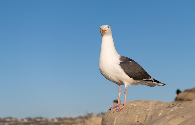 Gran ave marina de gaviota de lomo negro de pie en el espacio de copia de fondo del cielo de roca