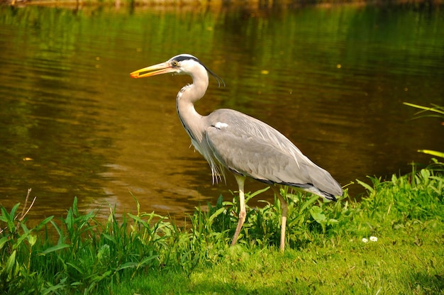 Gran azul de pie y comiendo garzas en el parque cerca del lago en un día soleado Ámsterdam Holanda