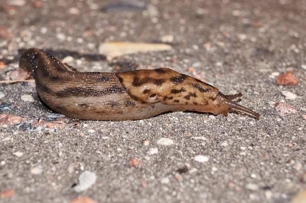 Una gran babosa lat Limax maximus se arrastra por los senderos del jardín