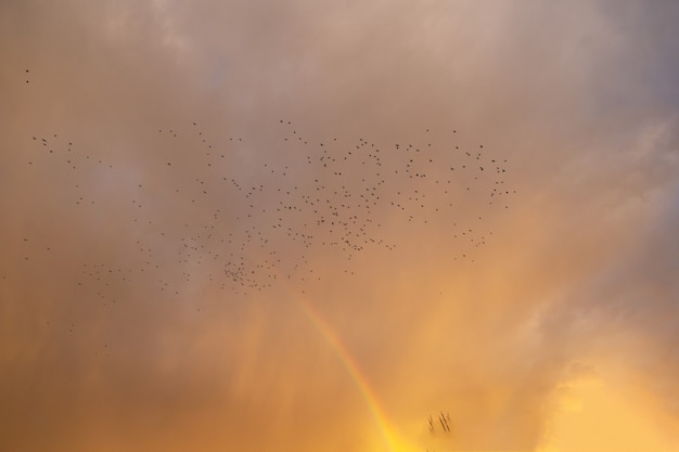 Una gran bandada de aves migratorias en los brillantes rayos del atardecer después de la lluvia