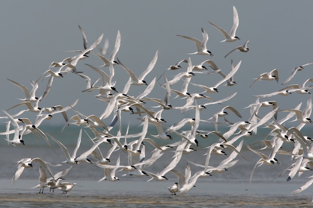 Una gran bandada de charrán sándwich (Thalasseus sandvicensis) en vuelo