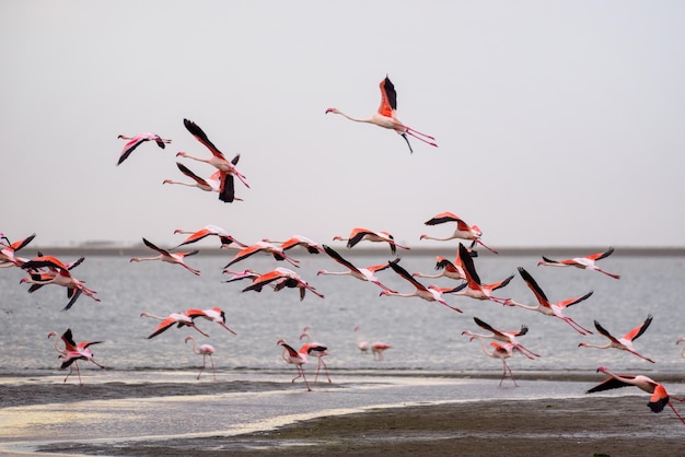 Gran bandada de flamencos rosados en vuelo en Walvis Bay Namibia