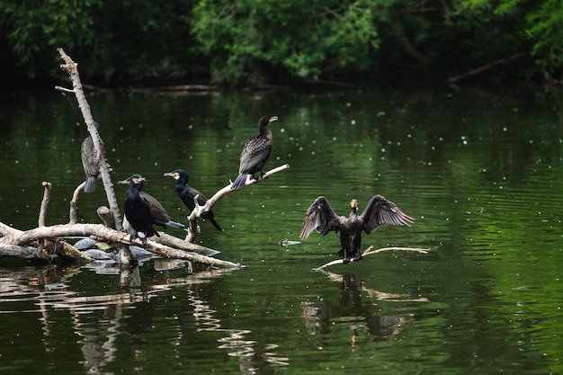 Una gran bandada de pájaros se posa sobre troncos cerca del agua.