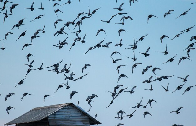 una gran bandada de palomas vuela por el cielo azul