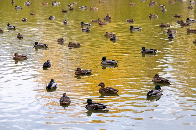 Una gran bandada de patos marrones nada en el estanque
