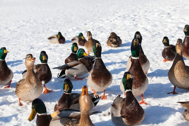 Una gran bandada de patos que se quedó durante el invierno en Europa, la estación fría con heladas y nieve, los patos se sientan en la nieve.