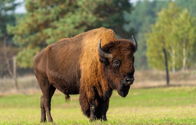 Gran bisonte en la naturalezaxA