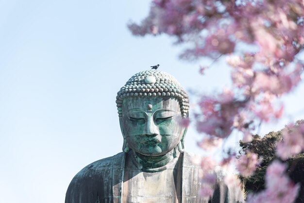 Foto el gran buda en kotokuin con hermosas flores de cerezo kamakura japón