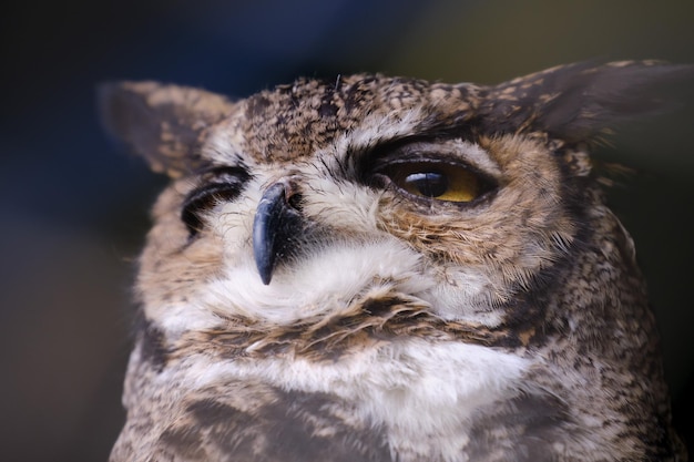 Gran Búho Cornudo Bubo virginianus hermoso detalle retrato