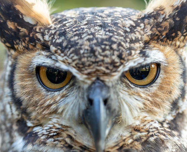 El gran búho cornudo Bubo virginianus