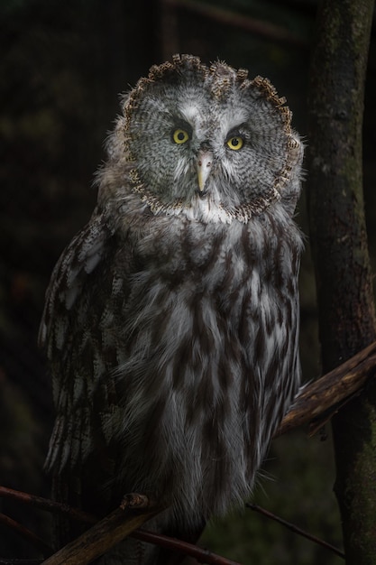 Gran búho gris