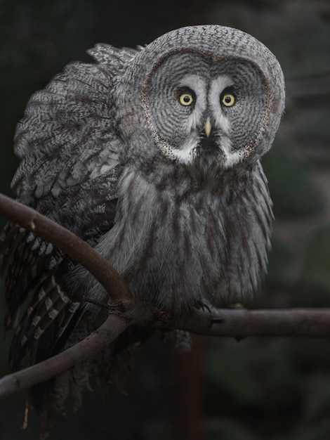 Foto gran búho gris