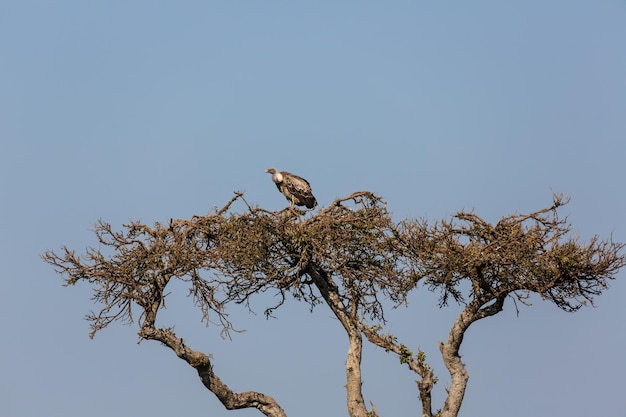 Gran buitre encima de un árbol en la sabana en el cielo azul. Parque nacional Masai Mara, Kenia