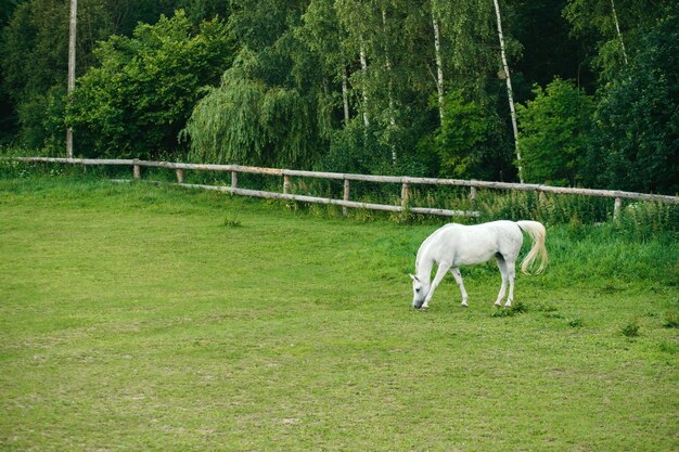 Gran caballo blanco pastando en la tarde de verano