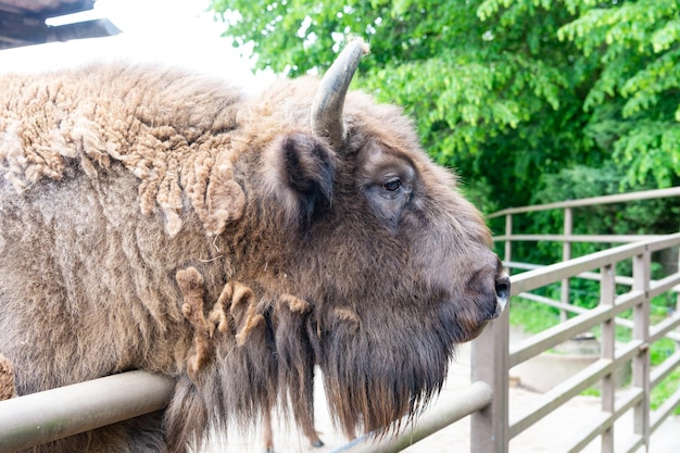 Gran cabeza de buey en el parque de animales del zoológico al aire libre