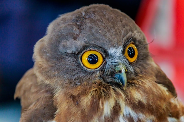 Gran cabeza de pájaro búho real