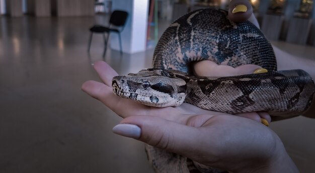 Gran cabeza de serpiente gris oscuro de cerca en el terrario