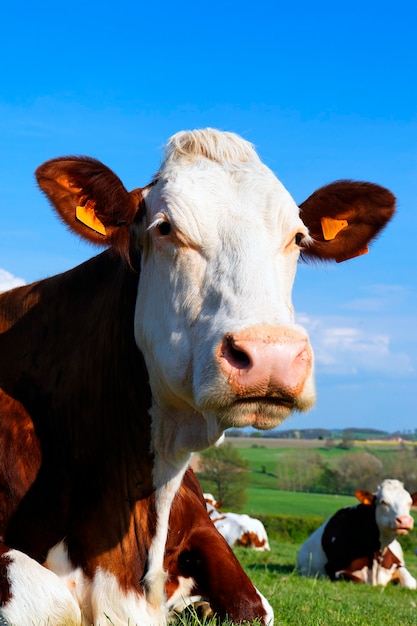 Gran cabeza de vaca en Francia