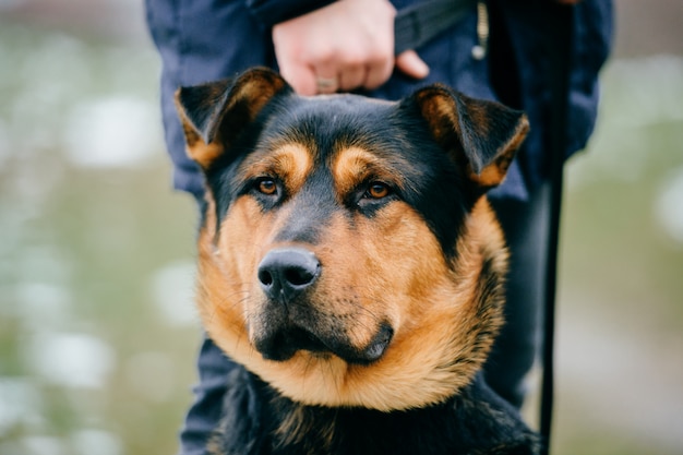 Gran cachorro doméstico de raza pura al aire libre sobre la hierba verde