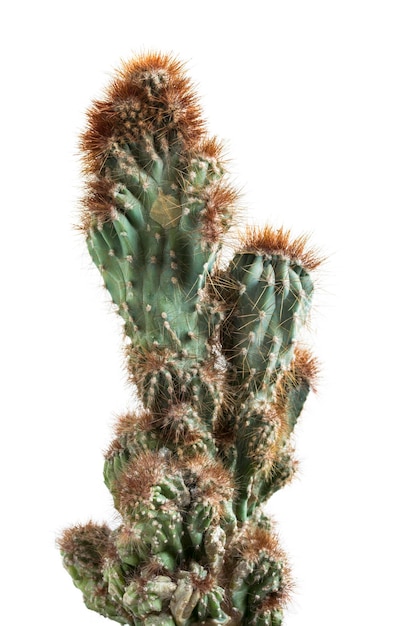 Gran cactus aislado