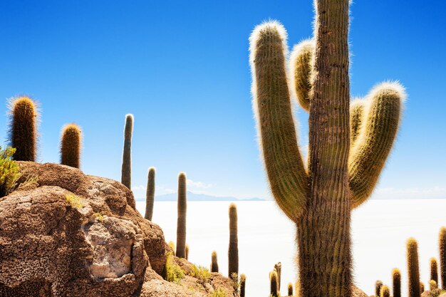 Gran cactus en la isla Incahuasi, Salar de Uyuni, Altiplano, Bolivia