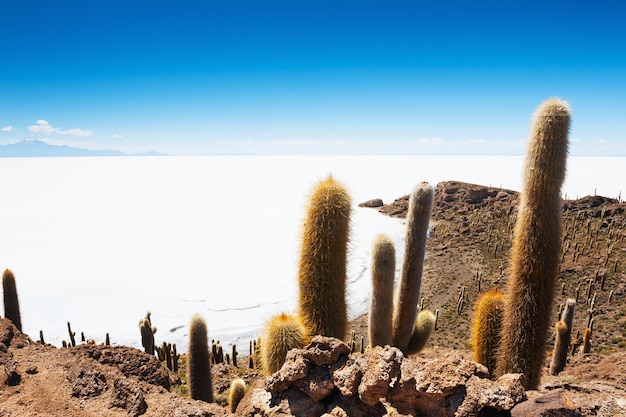 Gran cactus en la isla Incahuasi, Salar de Uyuni, Altiplano, Bolivia