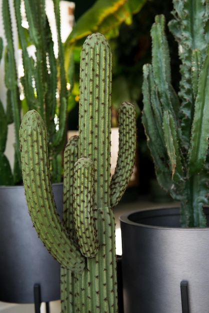 Gran cactus verde en el interior. Cactus grande y hermoso en una maceta.