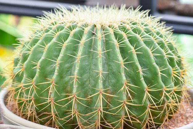 Gran cactus verde en una olla.