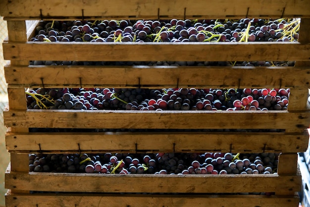 Gran cajón de madera lleno de uvas negras recién cosechadas para la elaboración de vino