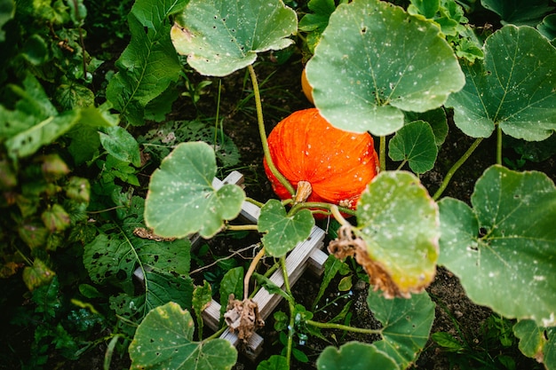 Foto gran calabaza crece en arbustos