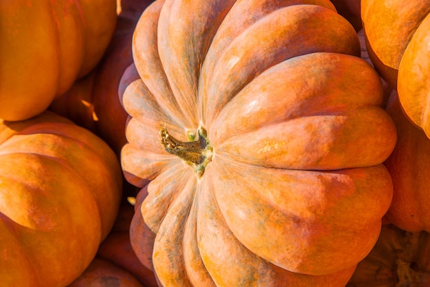 Una gran calabaza naranja de cerca rodeada por otras calabazas