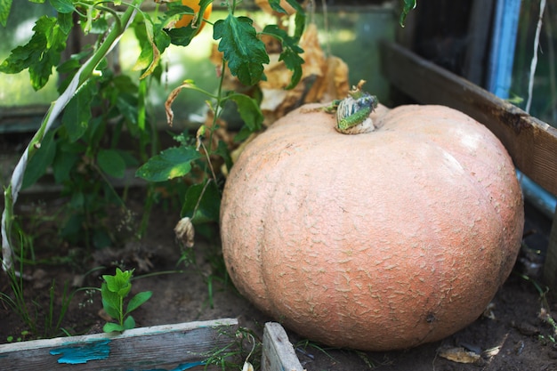 Gran calabaza naranja madura