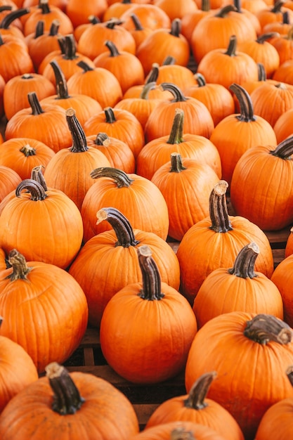 Gran calabaza naranja en el mercado de los agricultores en el patio de calabazas