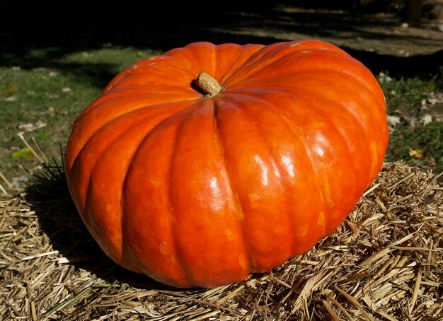 una gran calabaza naranja en un pajar