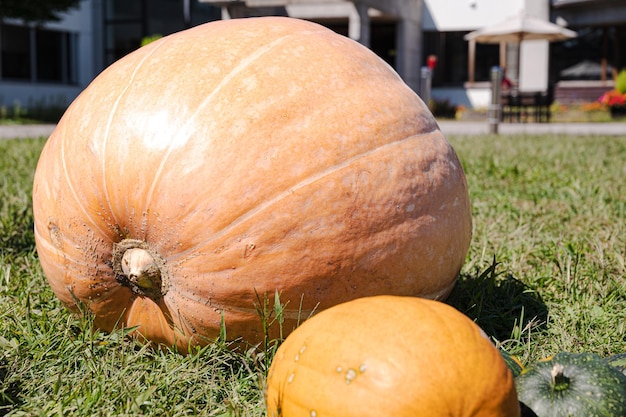 Una gran calabaza naranja se sienta en la hierba junto a una gran calabaza naranja.