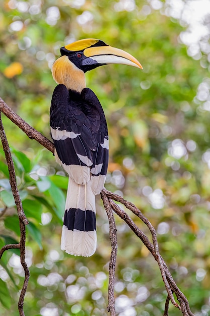 Gran cálao buceros bicornis en el árbol