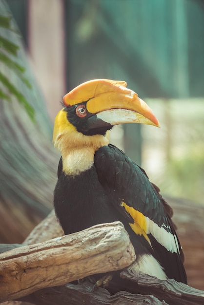 Gran cálao (Buceros bicornis), también conocido como el gran hornbill indio o gran pied h