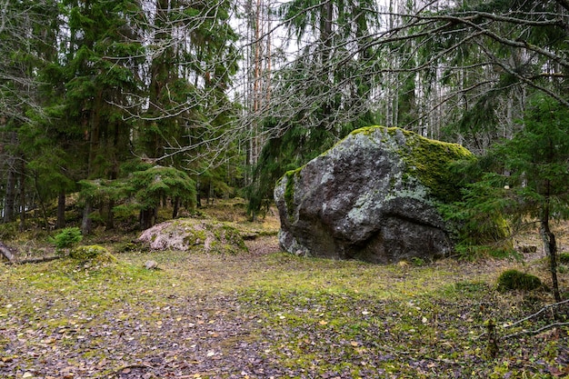 Gran camino de piedra de piedra hermoso bosque y aire fresco caminar por el sendero a través del bosque