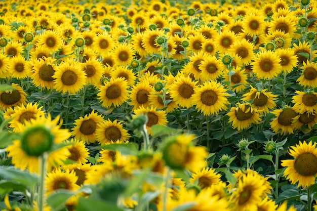 Un gran campo agrícola para el cultivo de girasol a escala industrial Hermosas flores y hojas de girasol en primer plano a la luz del sol poniente Producción de aceite y piensos para el ganado