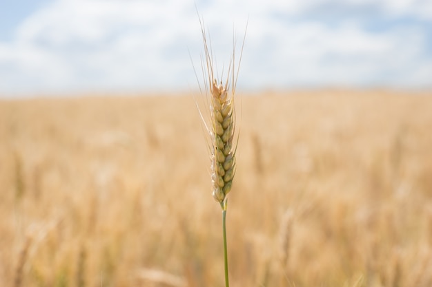 Gran campo agrícola de trigo dorado listo para cosechar con especial atención a una sola mazorca madura en primer plano