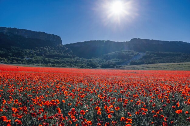 Gran campo con amapolas rojas y pasto verde al atardecer hermoso campo con flores de amapolas escarlata