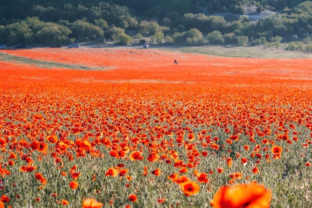 Gran campo con amapolas rojas y pasto verde al atardecer hermoso campo con flores de amapolas escarlata