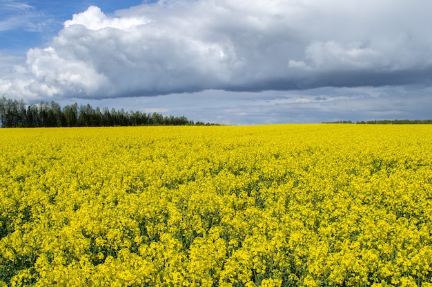 Gran campo amarillo de canola en flor. Campo de flores de colza brillante. Paisaje natural. Letonia, Europa