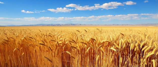 un gran campo con cebada dorada el horizonte y el sk